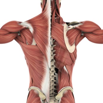 116215294-spieren-van-de-rug-anatomie