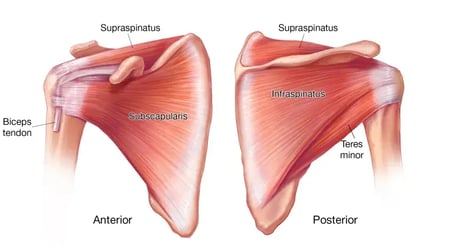 The-rotator-cuff