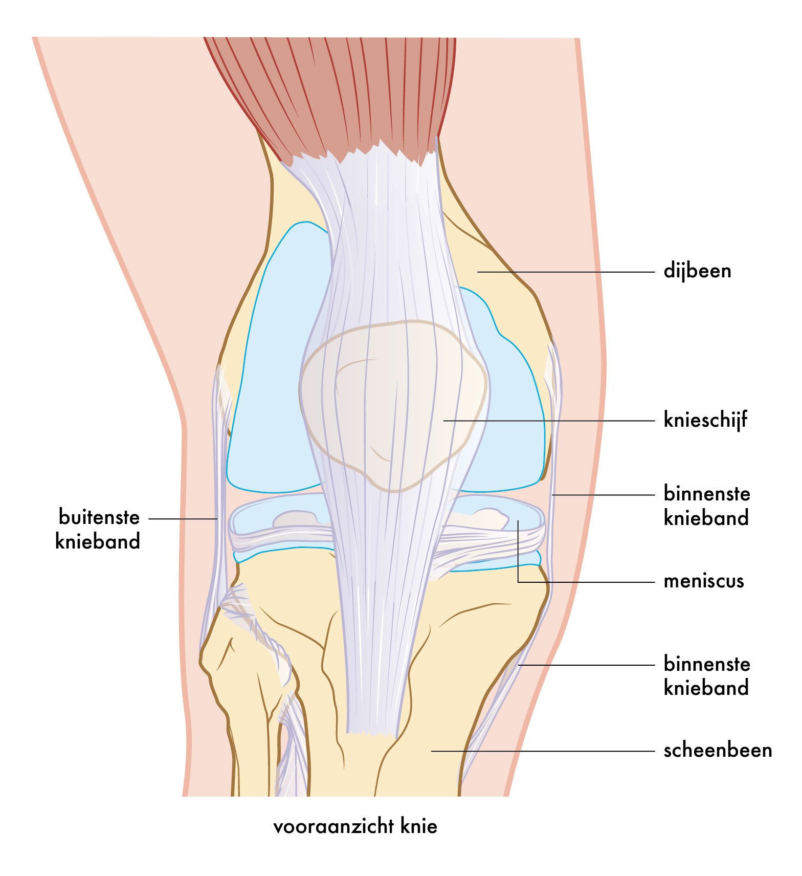 binnenste-kniebandletsel