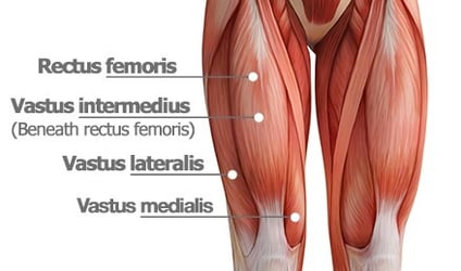 quad-muscles-thigh-anatomy-NEW
